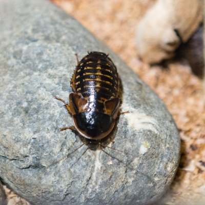 Argentinian wood cockroach - De Zonnegloed - Animal park - Animal refuge centre 